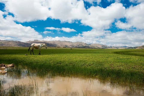Plateau with horses and mules, near Ifrane, High Atlas, Morocco
