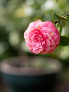 Pink camellia flower showing delicate petals and a vibrant bloom in nature