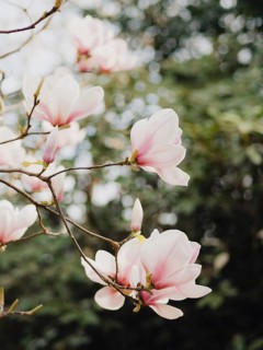 Magnolia tree with light pink blossoms against a soft bokeh background