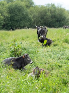 Calves and adult cattle resting in a green summer pasture with trees in background