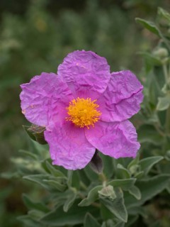 Pink petals with a bright yellow stamen cluster creating a soft floral display