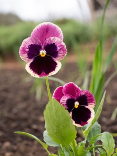 Purple and cream pansy flowers blooming in a garden bed with fresh green leaves