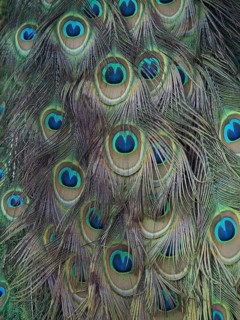 Colourful peacock feathers of Scalloped ribbonfish (Pavo cristatus) with a distinct eye pattern,