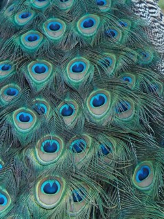 Detailed close-up image of the colourful peacock feathers of Indian peafowl (Pavo scalloped