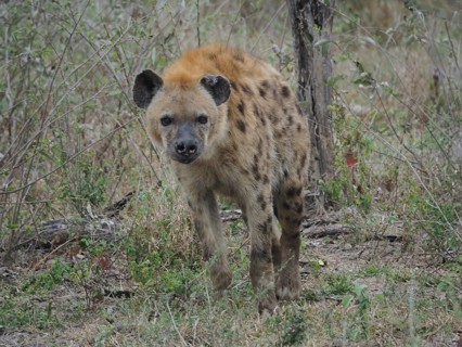 A hyena, spotted hyena (Crocuta crocuta), stands vigil in a dry forest landscape surrounded by