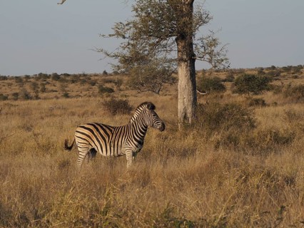 A single Burchell's zebra (Equus quagga burchellii) stands next to a tree in a wide grassy