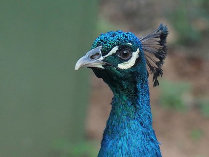 Close-up of the head of an Indian peafowl (Pavo cristatus) with detailed feathers, South Africa