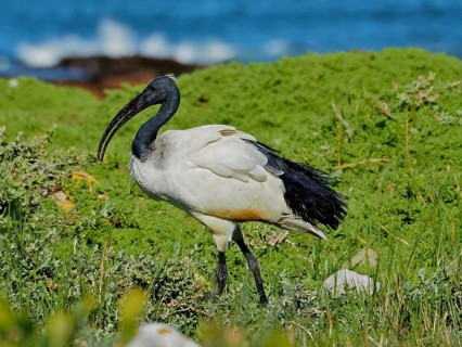 An African sacred ibis (Threskiornis aethiopicus) stands in green vegetation overlooking the water
