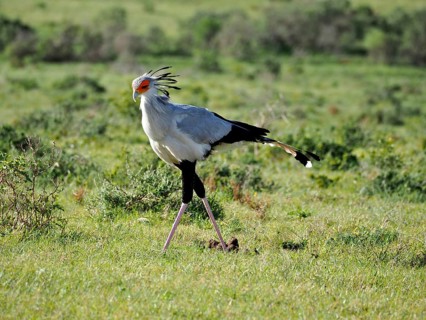 Secretary bird, secretary bird (Sagittarius serpentarius), moving through the wide, grass-covered