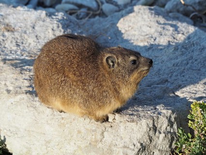 Small rock hyrax (Procavia capensis) with brown fur sitting on a sunlit rock, Hermanus, Western