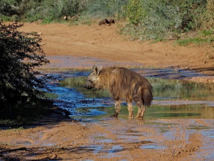 Hyena, black-backed hyena (Hyaena brunnea), standing in a water-covered, muddy area in the