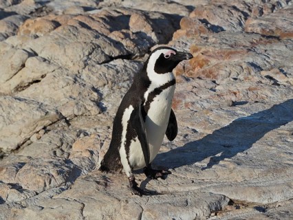 A black and white penguin, spectacled penguin (Spheniscus demersus) stands on rocky ground in the