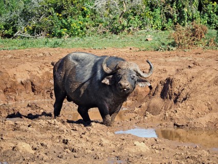 A Cape buffalo (Syncerus caffer) stands in a muddy waterhole in the savannah, surrounded by nature,