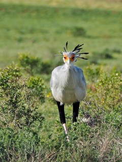 A secretary bird, secretary (Sagittarius serpentarius), with conspicuous feathers stands in the