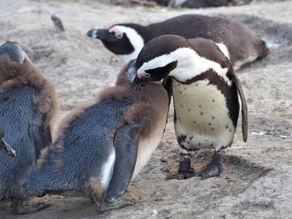 An adult penguin, spectacled penguin (Spheniscus demersus), lovingly preens a chick, accompanied by
