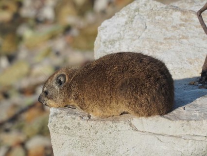 Rock hyrax (Procavia capensis) resting on a rock with a subtle background, South Africa