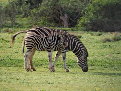 Two zebras, plains zebra (Equus quagga), mother and young, foal, grazing peacefully side by side on