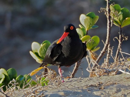 A black bird with a bright beak, African oystercatcher (Haematopus moquini), standing on sandy