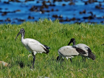 Three African sacred ibises (Threskiornis aethiopicus) stand on a green meadow near the sea,