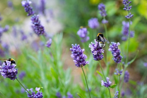 Bumblebees (bombus) on lavender (Lavandula) flowers, Saxony, Germany