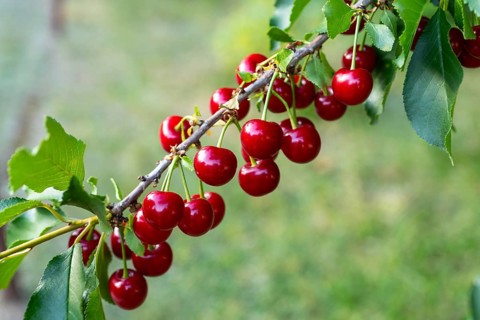 Sour cherries (Prunus cerasus) ripen on the cherry tree and glow red