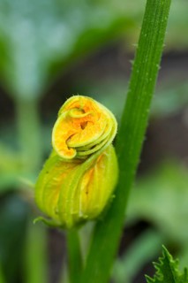 Flower of a courgette (Cucurbita pepo) in front of opening, vegetable plant in the bed