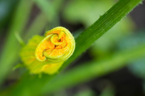 Flower of a courgette (Cucurbita pepo) in front of opening, vegetable plant in the bed