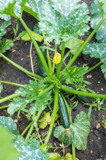Habitus of the vegetable courgette (Cucurbita pepo) with ripening fruits and flowers, Germany
