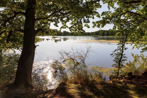 Am Brösaer Teich, Guttauer Teiche, Oberlausitzer Heide- und Teichlandschaft, Guttau, Saxony,