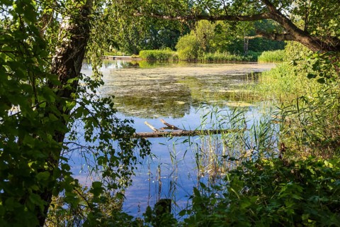 Parish pond with trees and reed belt, Guttau ponds, Upper Lusatian heath and pond landscape,