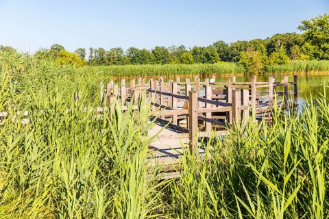 Wooden trail and viewing platform through the reed belt at Langteich, Guttau ponds, Upper Lusatian