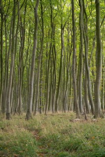Beech forest, numerous dense tree trunks, Stubbenkammer, Jasmund National Park, Rügen,