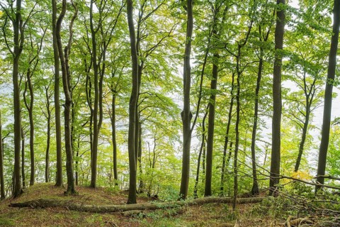 Beech forest, view towards the Baltic Sea, back light, Stubbenkammer, Jasmund National Park, Rügen,