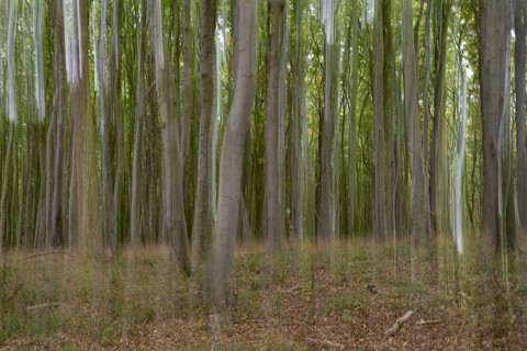 Beech forest blurred, camera swung, Stubbenkammer, Jasmund National Park, Rügen,