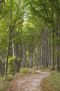 Trail through the beech forest, Stubbenkammer, Jasmund National Park, Rügen, Mecklenburg-Western
