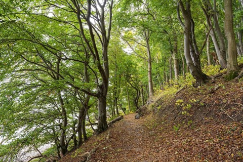 Trail through beech forest, slope with sea view, Stubbenkammer, Jasmund National Park, Rügen,