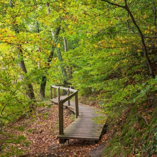 Path through the beech forest, wooden plank path with railing, Stubbenkammer, Jasmund National