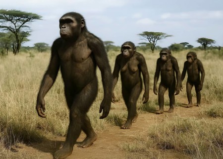 A group of Australopithecus runs through a savanna, symbol extinct, fossil, prehuman, Africa,