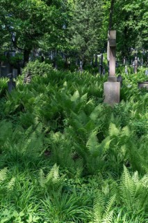 Ferns at Lützenhofer Cemetery Lychakivskiy Cemetery, Lviv, Galicia, Ukraine