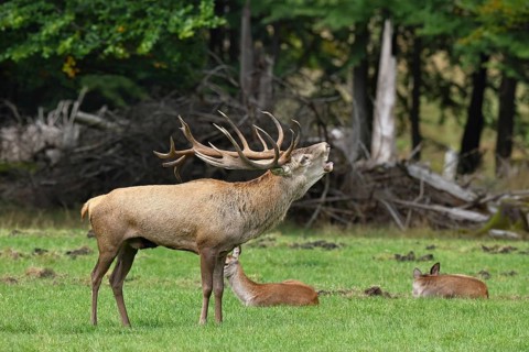 Red deer (Cervus elaphus) during the rutting season, a large stag roaring in a forest clearing,