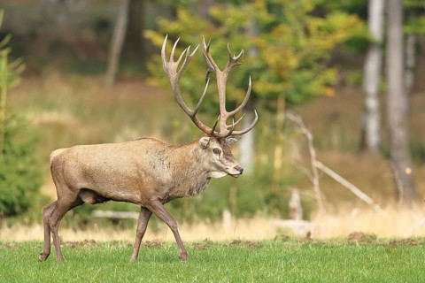Red deer (Cervus elaphus) during the rutting season, capital stag in a forest clearing, wildlife,