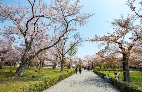 Blooming cherry trees in Seiryu-en Garden, Sakura, former imperial villa Nijo Castle, Kyoto, Japan