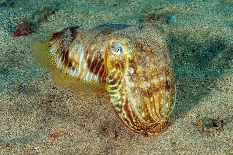 Underwater photo close-up of cuttlefish (Sepia officinalis) cephalopod family of squid swimming