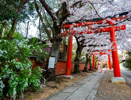 Japanese woman wearing kimono under blossoming cherry trees, Torii Gate at Takenaka-Inari-Jinja