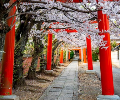 Blooming cherry trees, red torii gates at Takenaka-Inari-Jinja Shrine, Kyoto, Japan