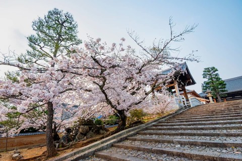 Shoro Bell Tower and Blooming Cherry Trees, Konkai-Komyoji Temple, Buddhist Temple, Kyoto, Japan