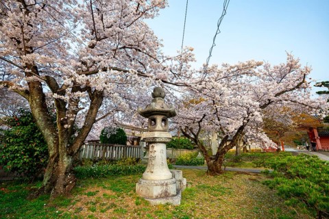 Stone lantern and blooming cherry trees, Shinsho Gokurakuji or Shinnyo-do temple, Japanese cherry