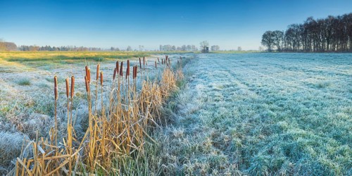 View across a pasture along a small ditch where bulrushes (Typha) grow, Wehden, Cuxhaven, Lower