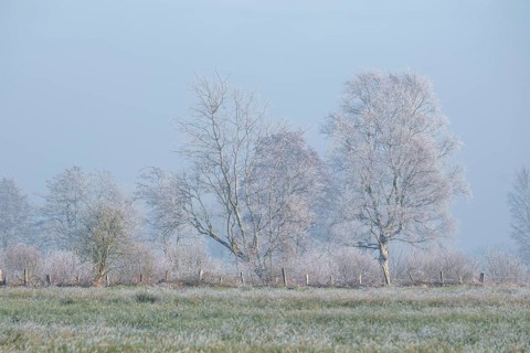View across a meadow to a row of trees in winter, Wehden, Cuxhaven, Lower Saxony, Germany