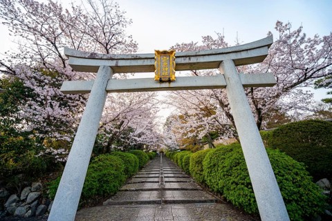 Shinto shrine, white torii gate with cherry blossoms, Munetada-Jinja Shrine, Japanese cherry